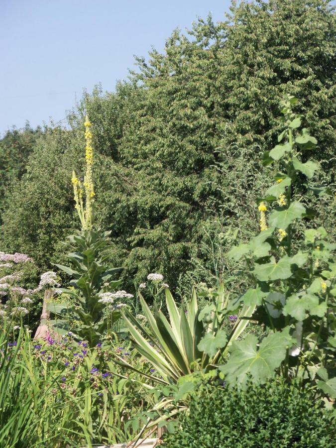 Kleine Villa im wilden Garten Gummersbach Exterior foto